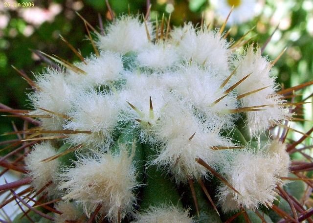 Copiapoa_ sp. 'Tigrillo' 06